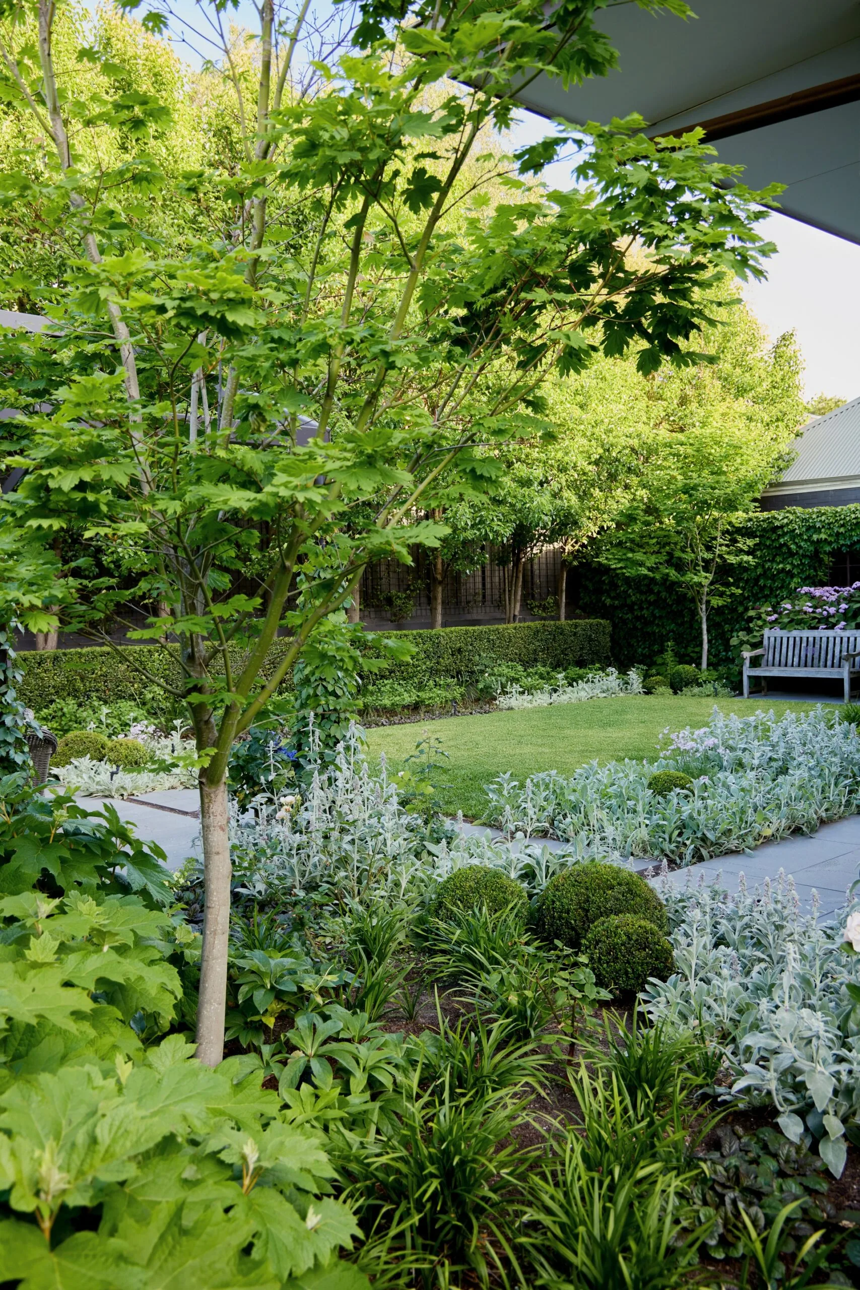Lush layered planting, clipped box balls and silvery lamb&rsquo;s ear surrounding a formal lawn.