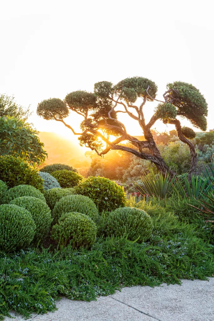 Sun setting behind a sculpted tree and green shrubs in a peaceful garden. There are topiaries and hedges grown from clipped Viburnum and Westringia spheres.
