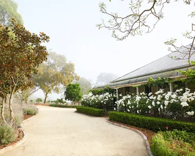 Pathway leads to a house surrounded by lush garden, white flowers, and trees under a misty sky. In front of the rural cottage, buxus frames a hedge of romantic white roses.