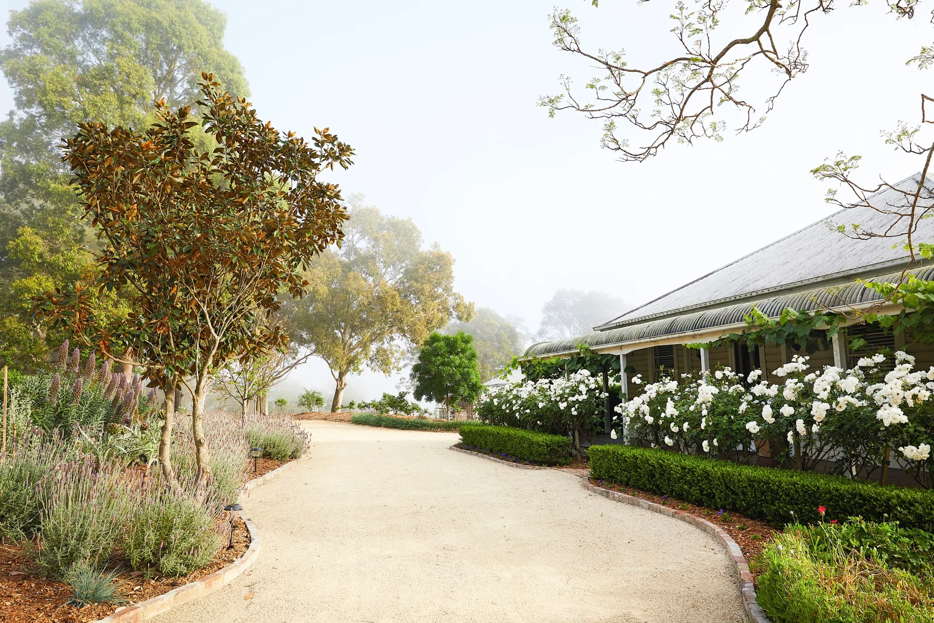 Pathway leads to a house surrounded by lush garden, white flowers, and trees under a misty sky. In front of the rural cottage, buxus frames a hedge of romantic white roses.