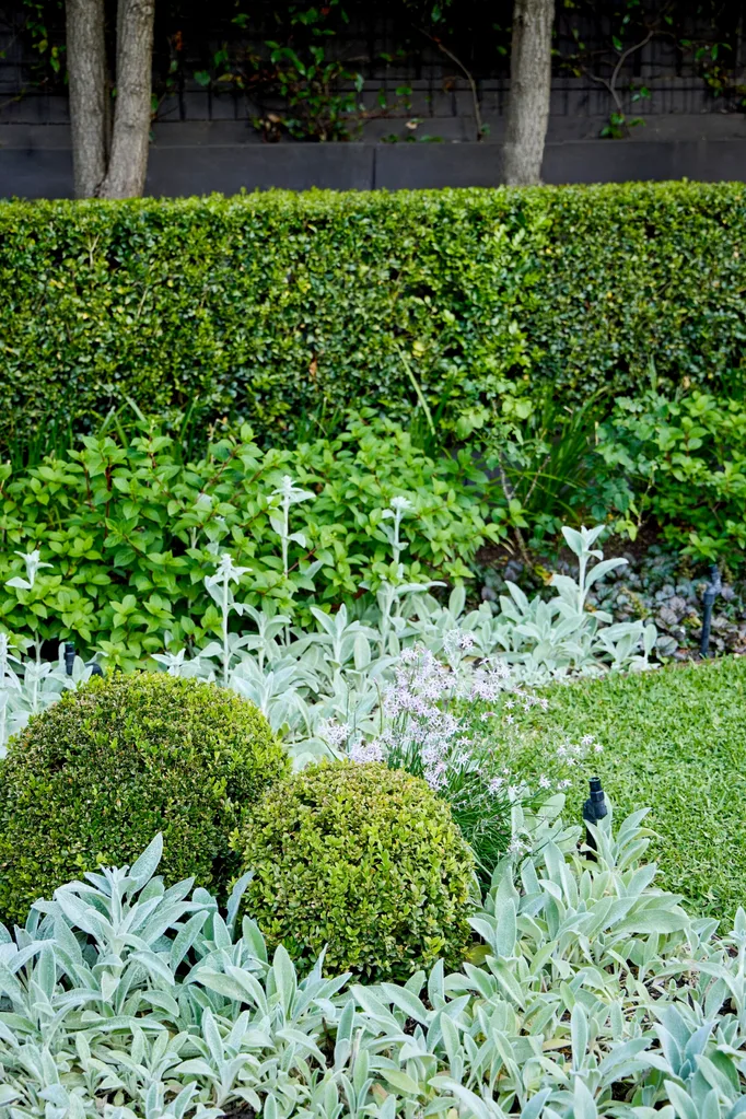 Lamb’s ear and Buxus topiaries soften layers of hedging in this close up photo of a garden bed with hedges in the background.
