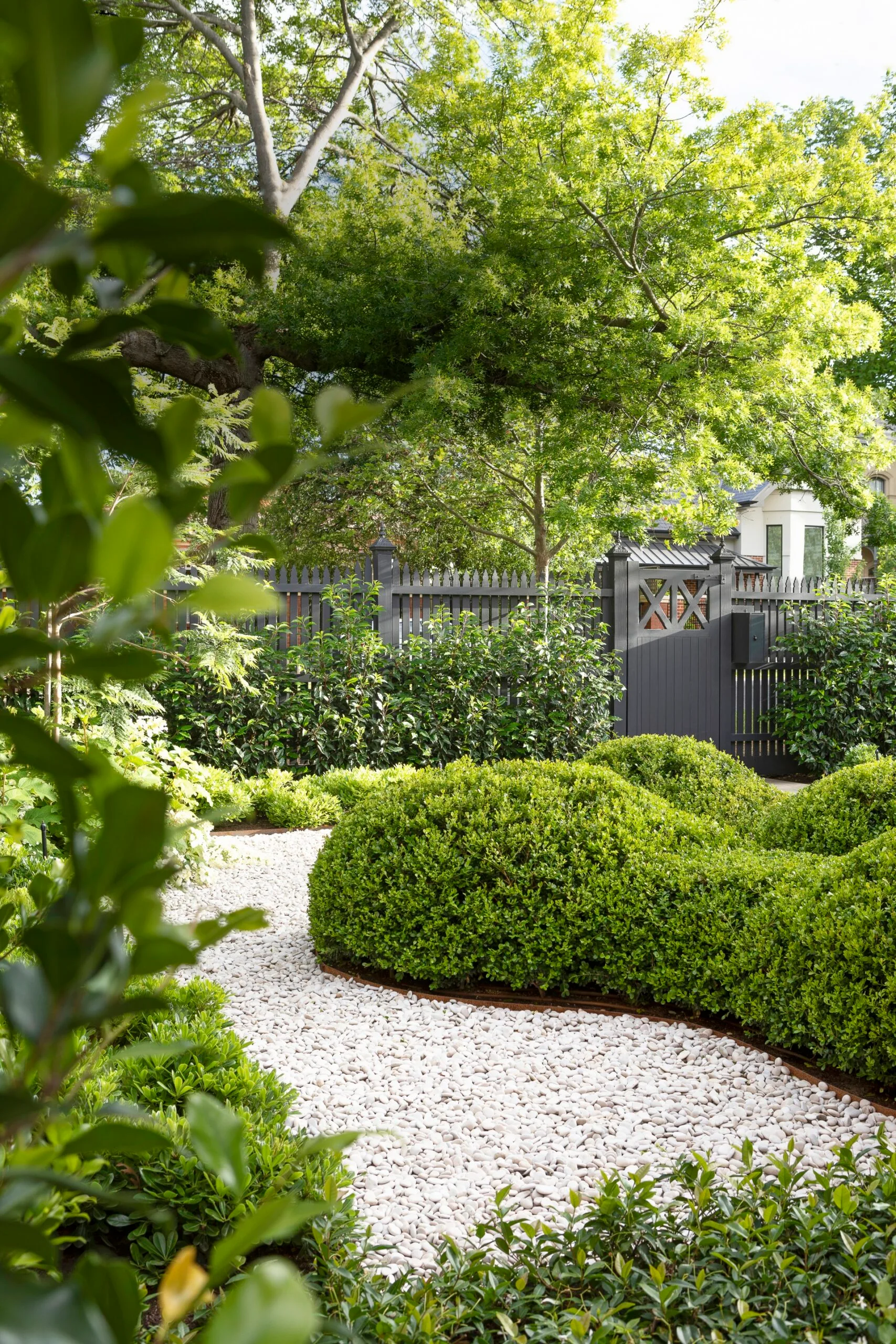 A lush garden with a white pebble path, manicured bushes, and a wooden fence under trees. The hedges are evergreen Buxus and are trimmed into an undulating, organic shape as opposed to a strict box shape.
