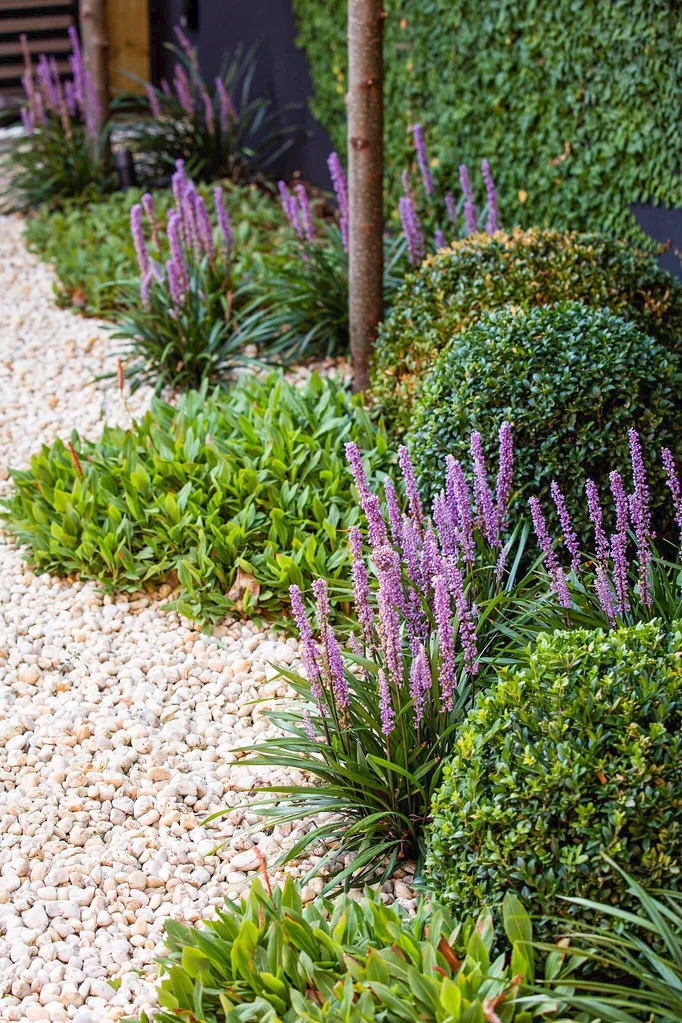 Garden with purple lavender, green shrubs, and pebble path. Round low-lying topiaries come in the form of Buxus balls and liriope.