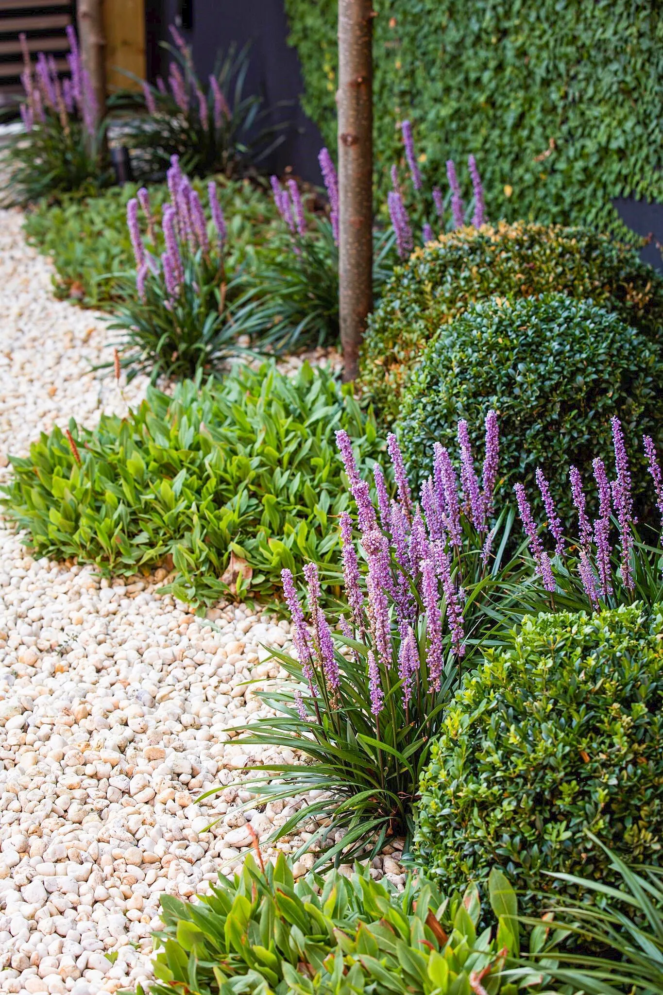 Garden with purple lavender, green shrubs, and pebble path. Round low-lying topiaries come in the form of Buxus balls and liriope.