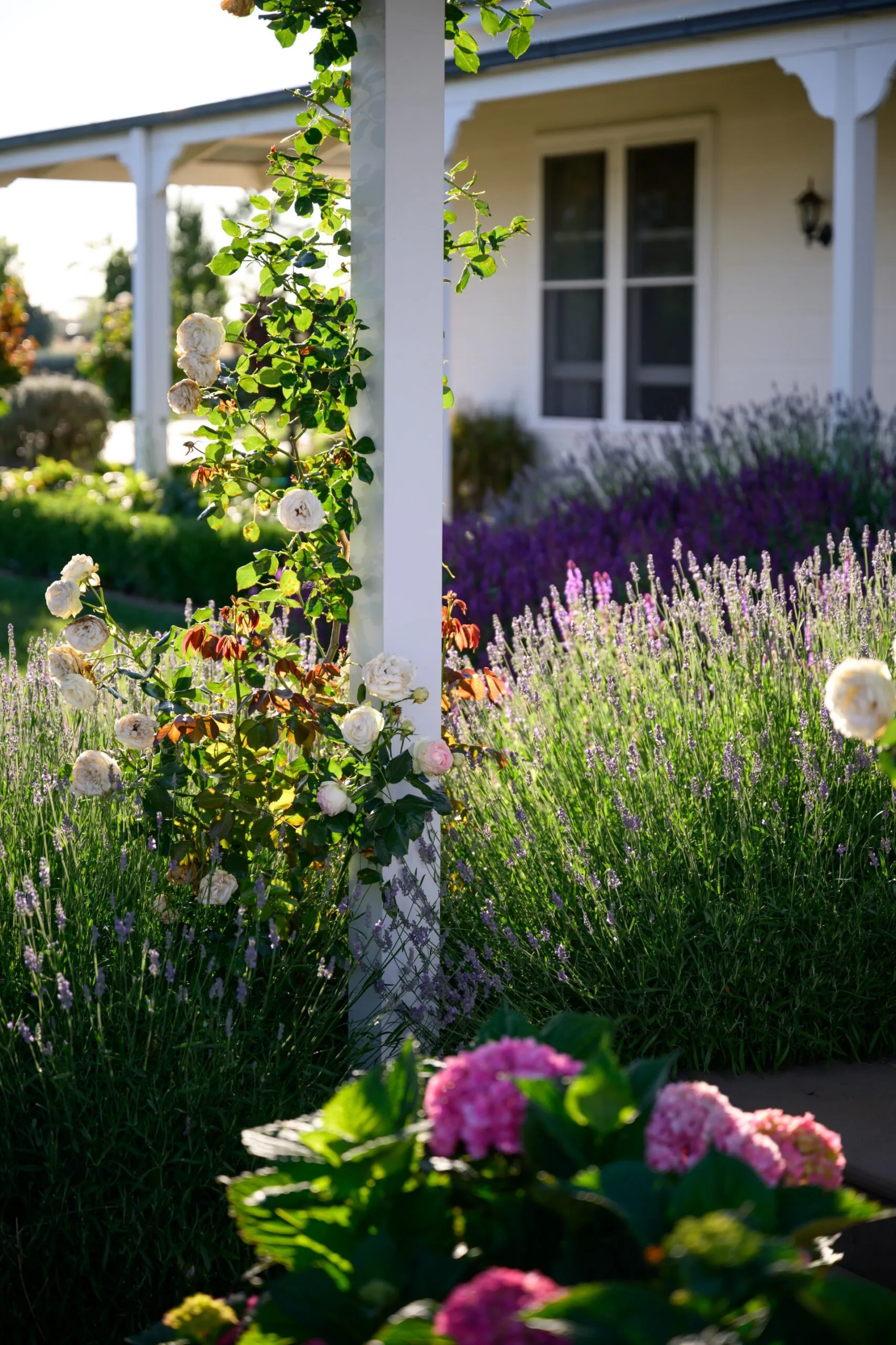 A pretty Pierre de Ronsard climbing rose wraps around the posts of the covered walkway, positioned beside a border of lavender. A white country home with a covered verandah is visible in the background.