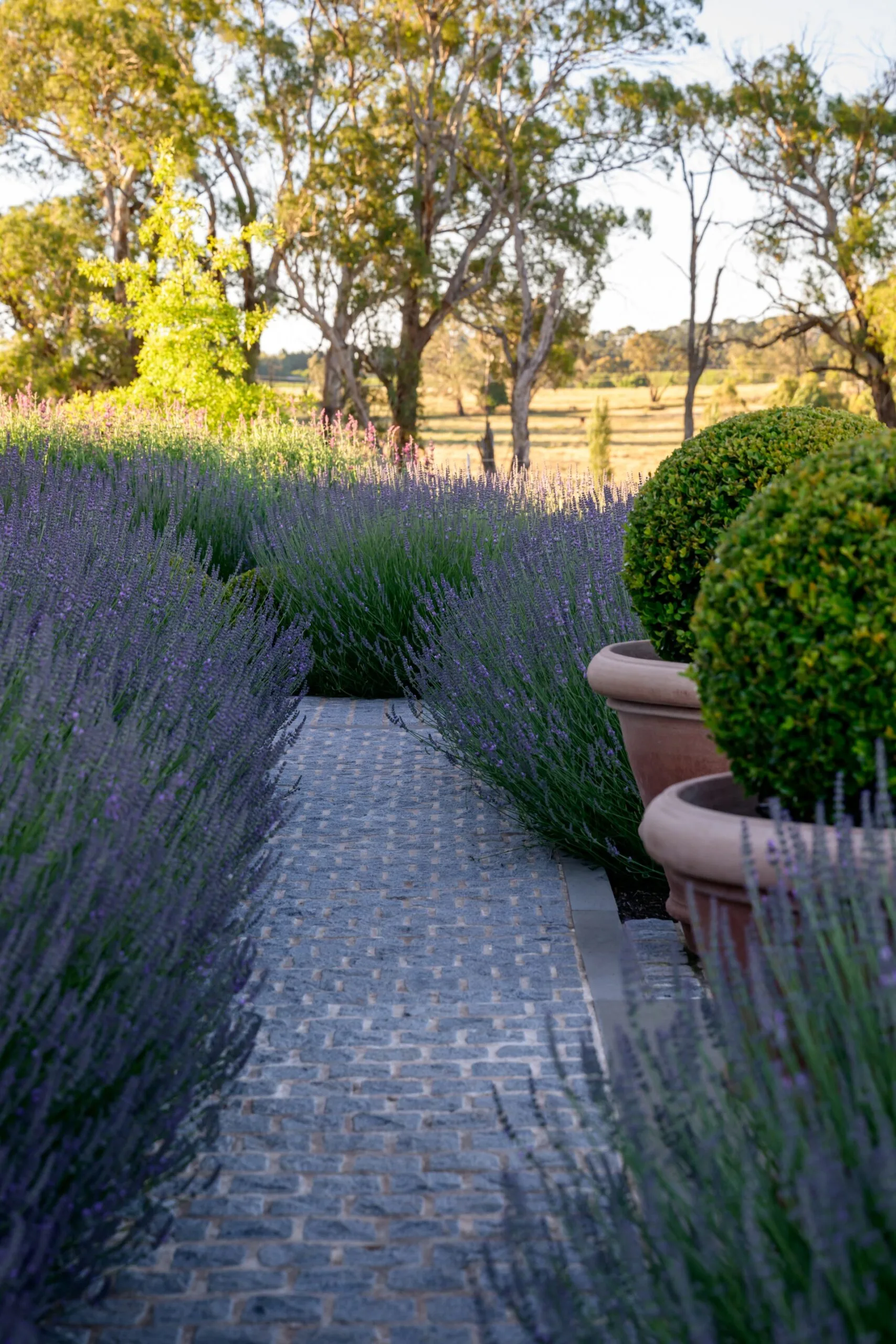 A pathway in an Australian garden surrounded on both sides with abundant plantings of lavender. On the right hand side are two terracotta pots with round topiaries planted in them. In the background are typical Australian rural trees and plains.