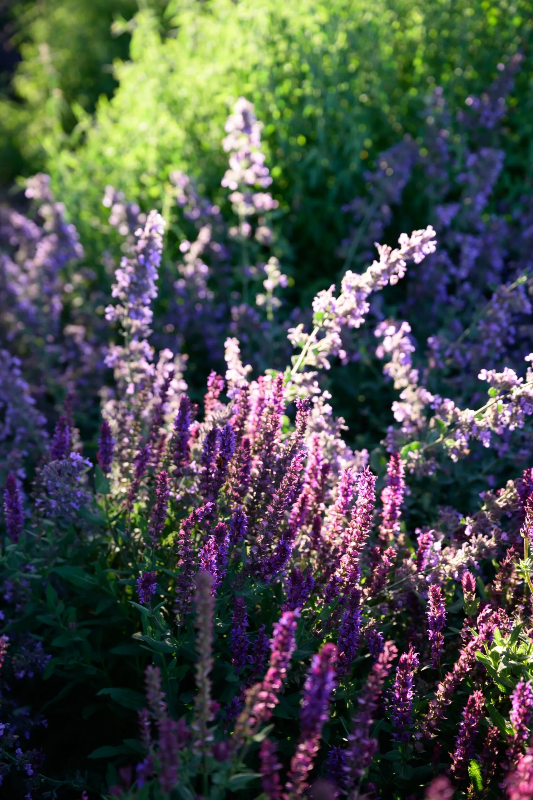 A close up photo of lavender.