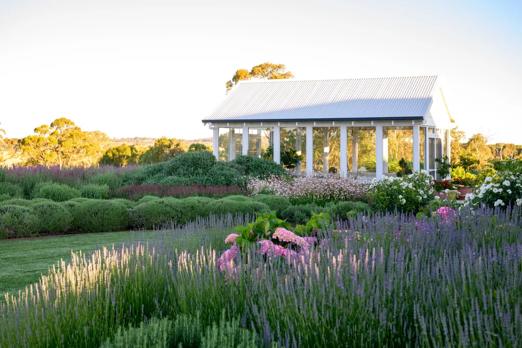 A white greenhouse with large windows in an Australian garden surrounded by hedges, lavender and roses.