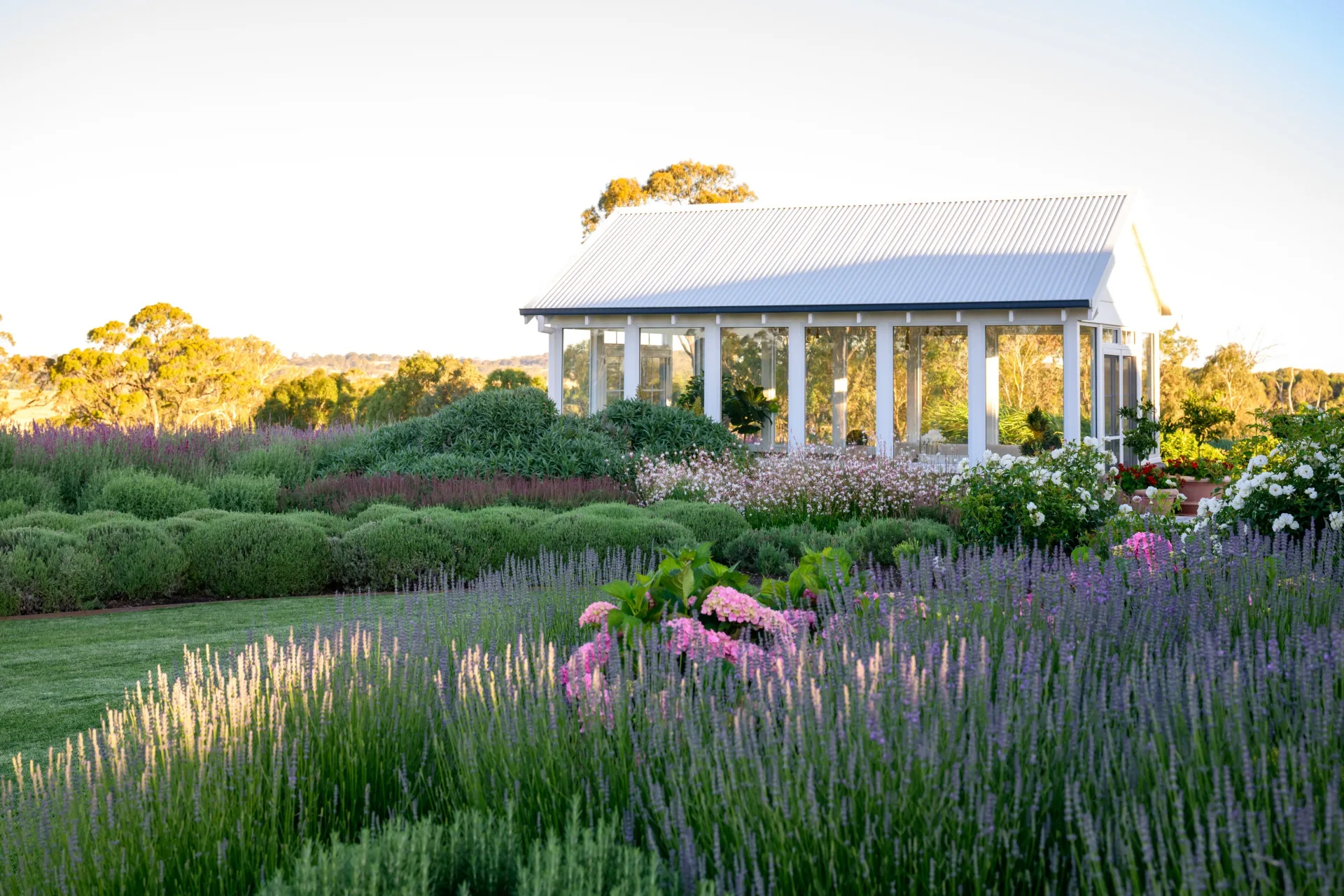 A white greenhouse with large windows in an Australian garden surrounded by hedges, lavender and roses.