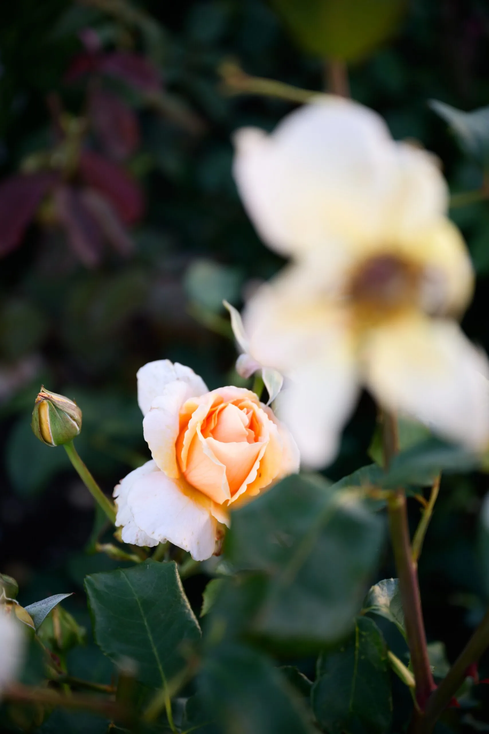 A close up photo of a rose in a peach tone.