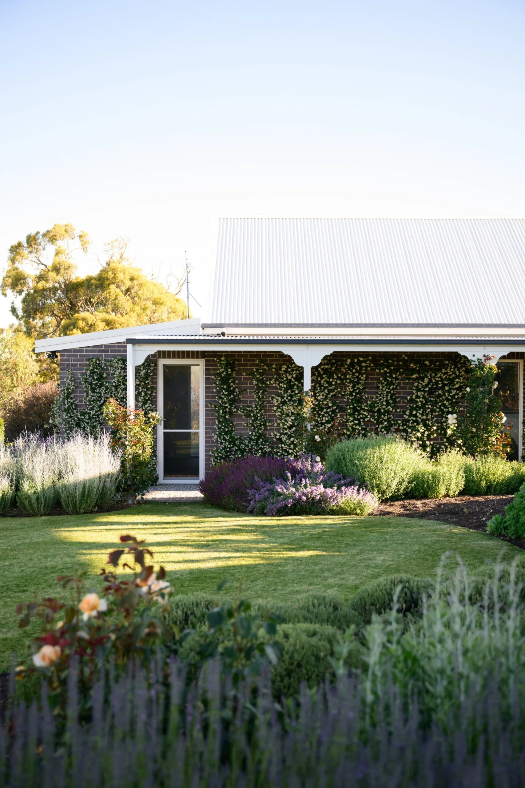 A country home with brick walls covered in star jasmine, with borders of lavender in front.