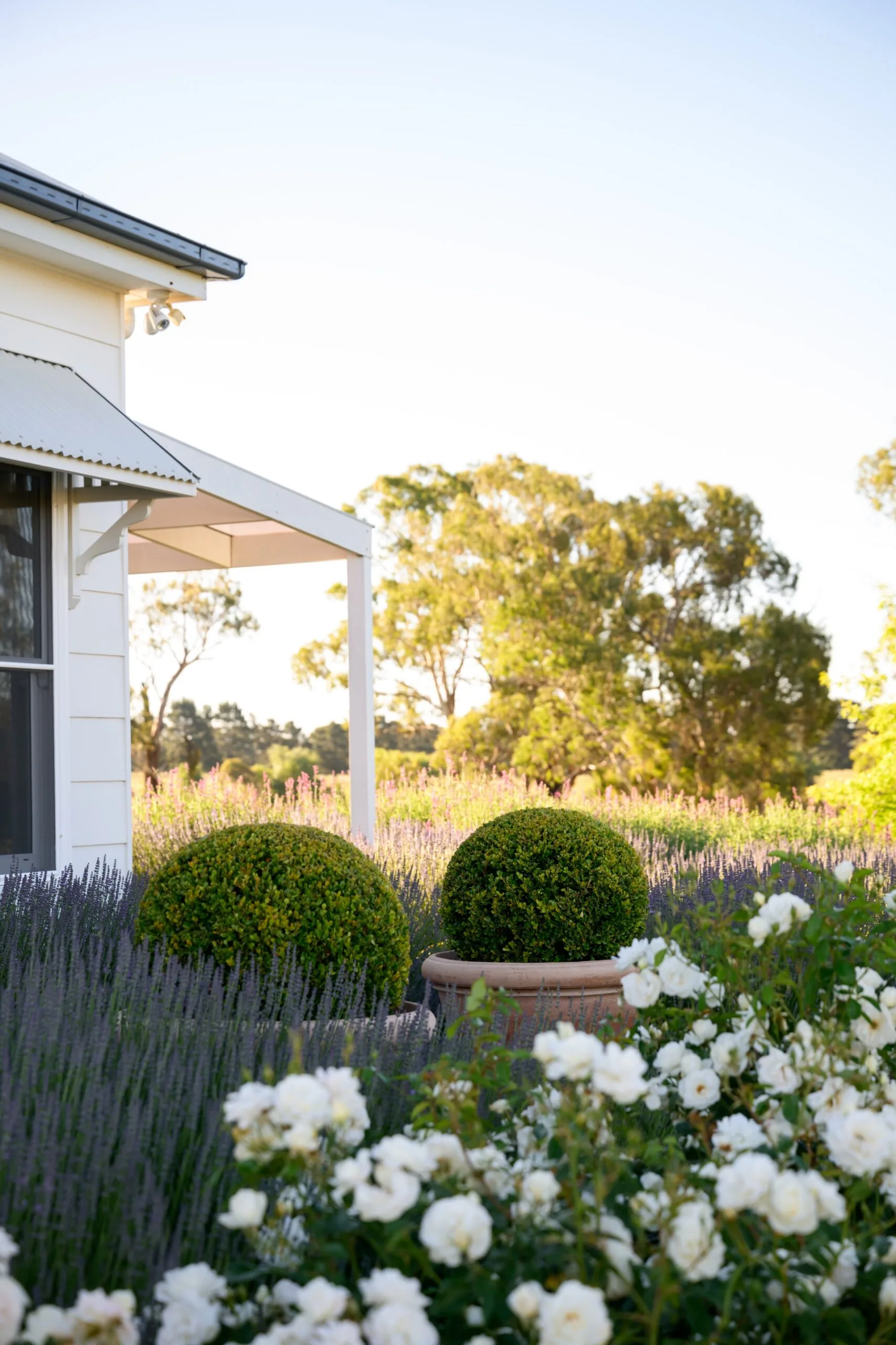 An Australian garden with cottage style plantings and European style. In the foreground are white roses and two round topiaries growing in terracotta pots. In the background the tops of lavender is visible, with Australian trees behind. A corner of a white home is visible also in the background.