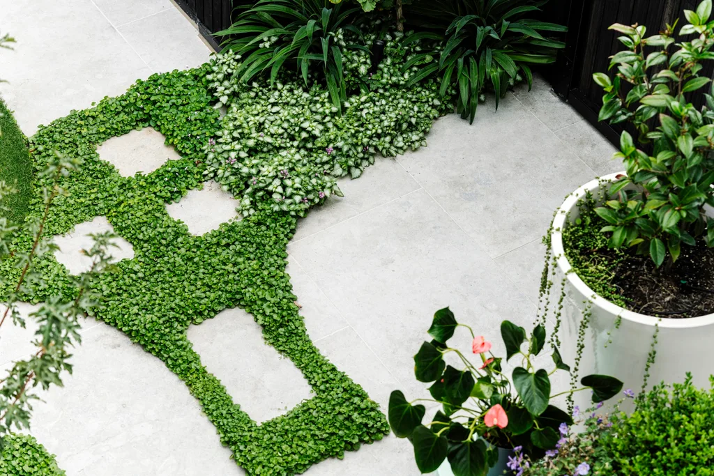 Green leafy plants arranged artistically on a concrete patio, with potted plants nearby.