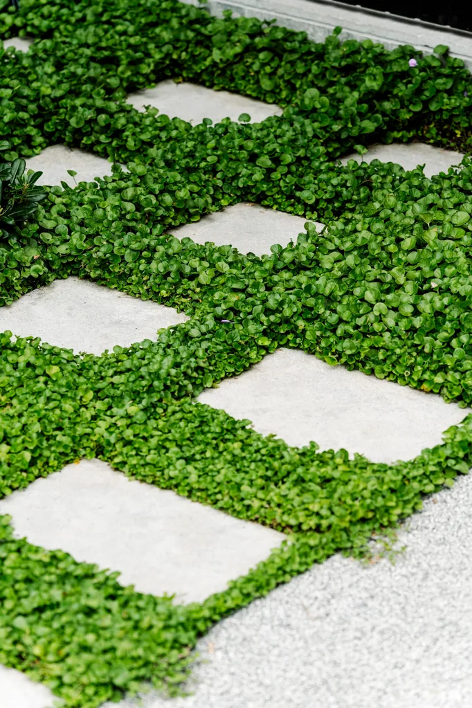 Concrete pavers with lush green ground cover creating a checkerboard pattern in a garden pathway.