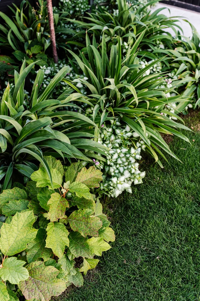 Lush green plants and foliage with broad leaves growing in a garden, surrounded by grass.