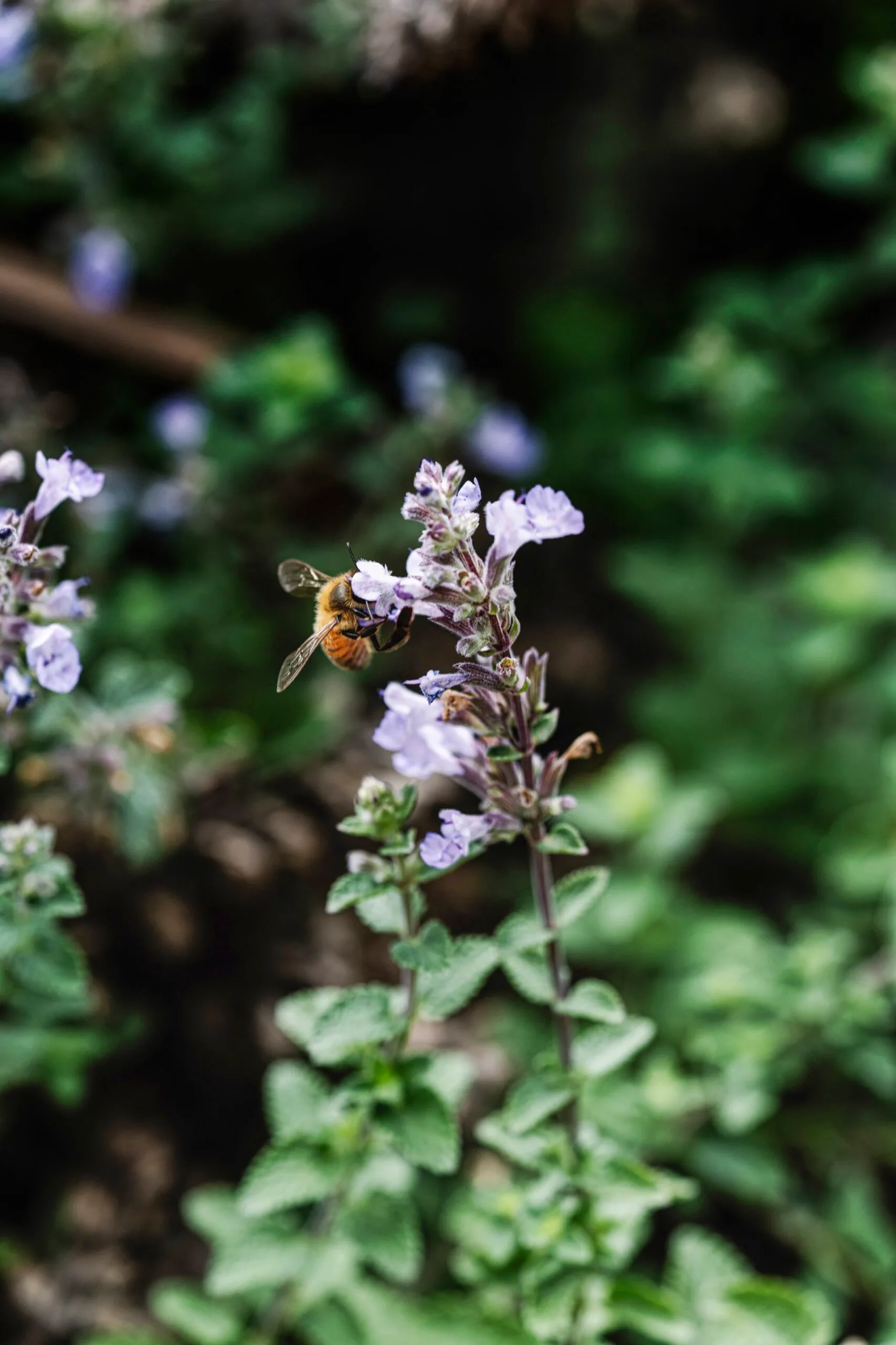A bee collecting nectar from light purple flowers against a blurred green background.