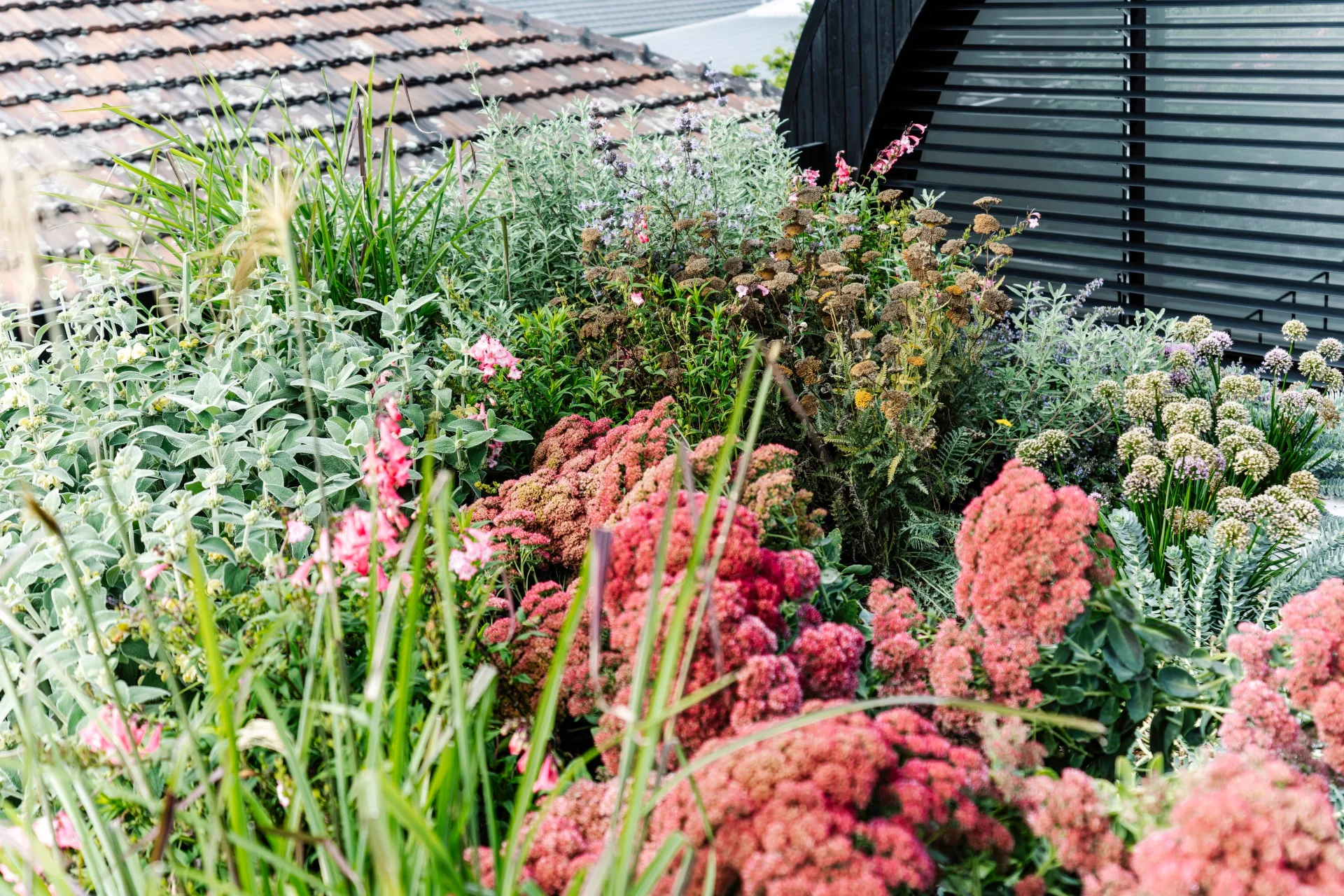 Rooftop garden with diverse, colorful flowers and greenery against a backdrop of roof tiles and a modern building facade.