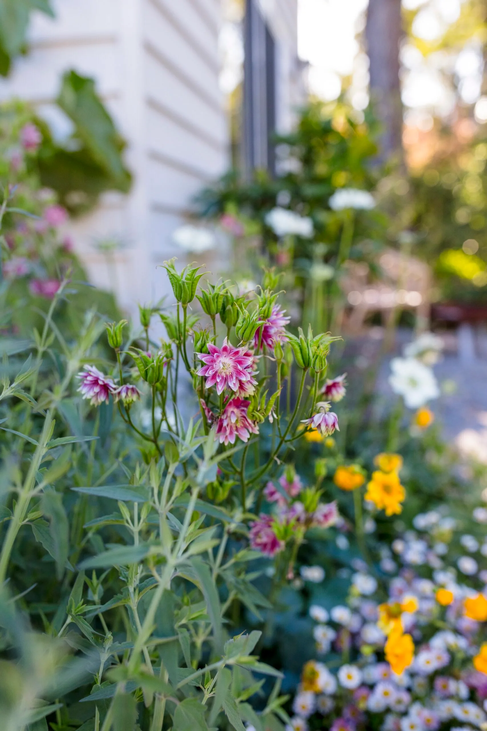 Pink and white flowers in a garden with green foliage, beside a white house.