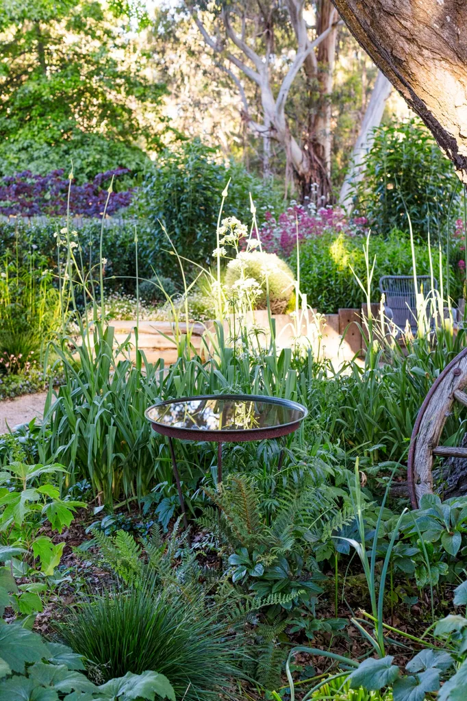 A lush garden with a bird bath reflecting the sky, surrounded by various green plants and a large tree trunk.