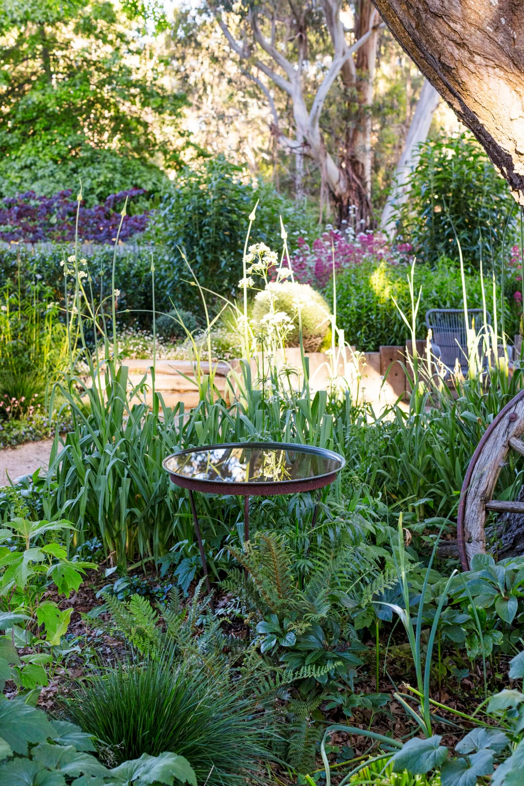 A lush garden with a bird bath reflecting the sky, surrounded by various green plants and a large tree trunk.