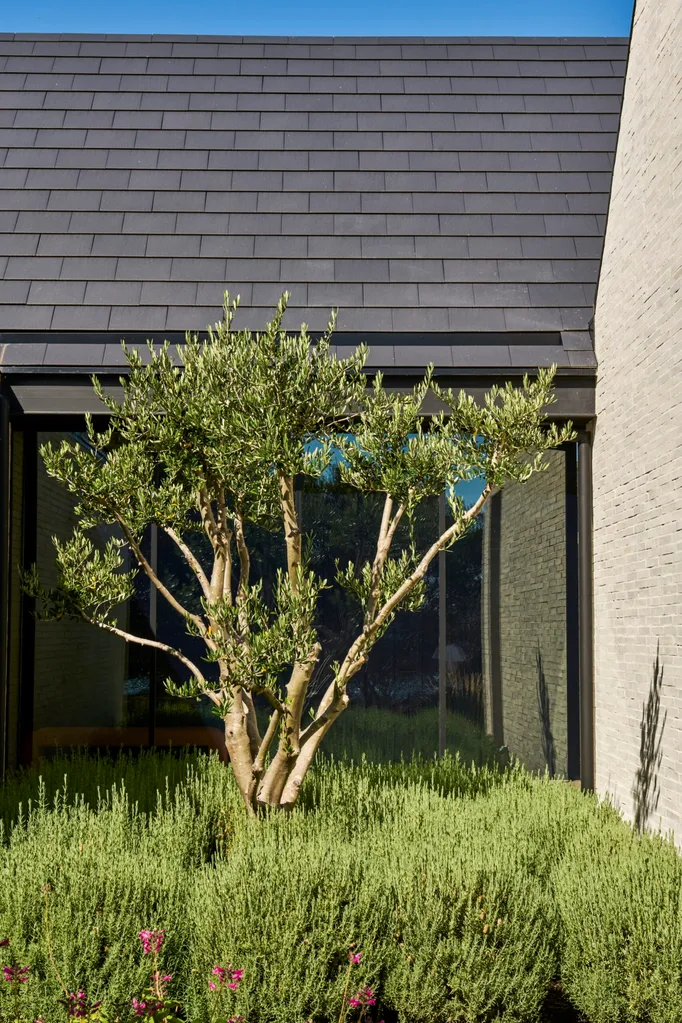 Olive tree with lush green foliage in front of a modern brick and glass building.