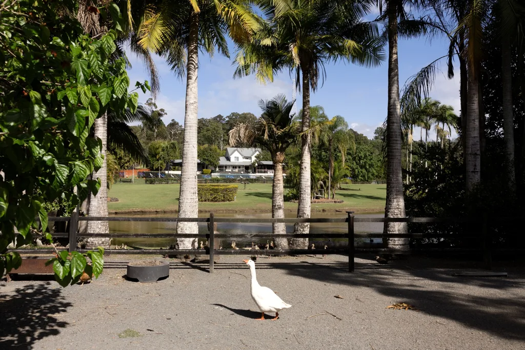 Jesinta Franklin's home and lush property with palm trees, a lake and duck