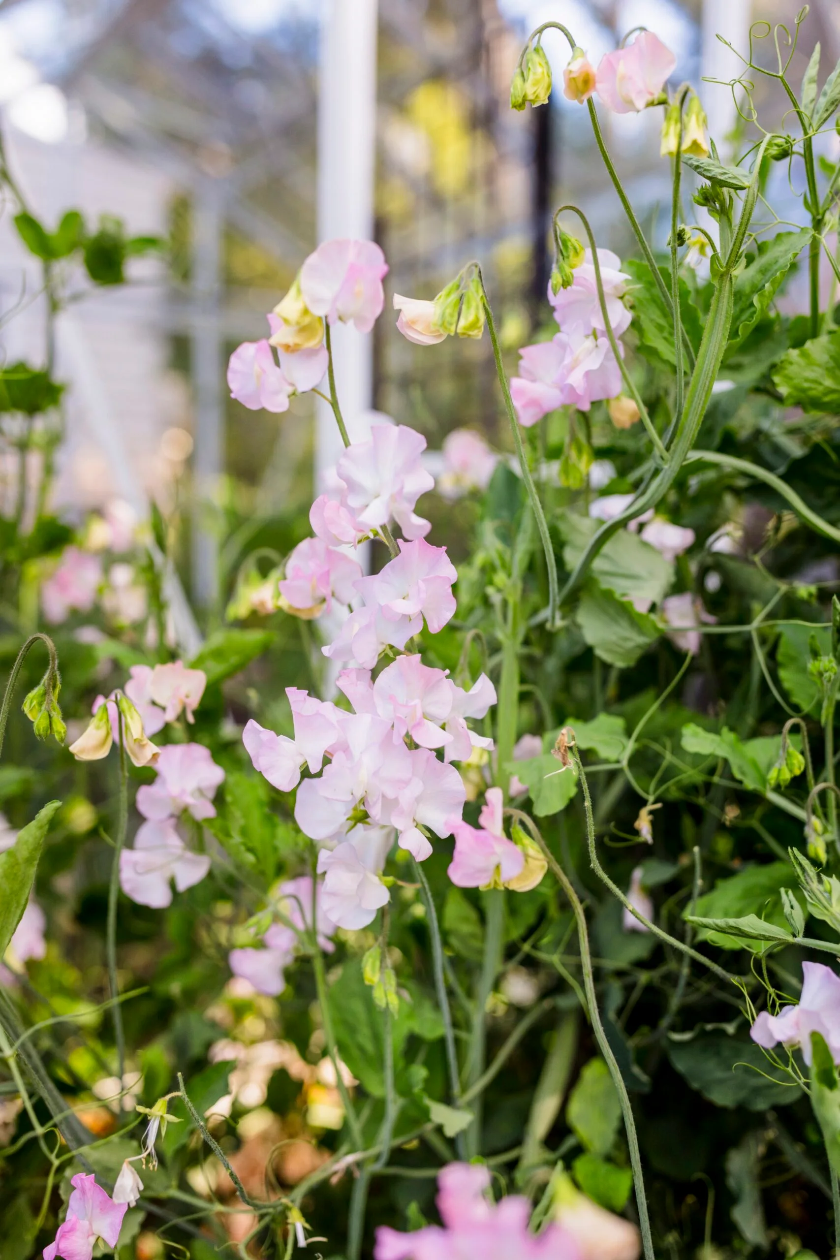 Delicate pink sweet pea flowers blooming in a garden.
