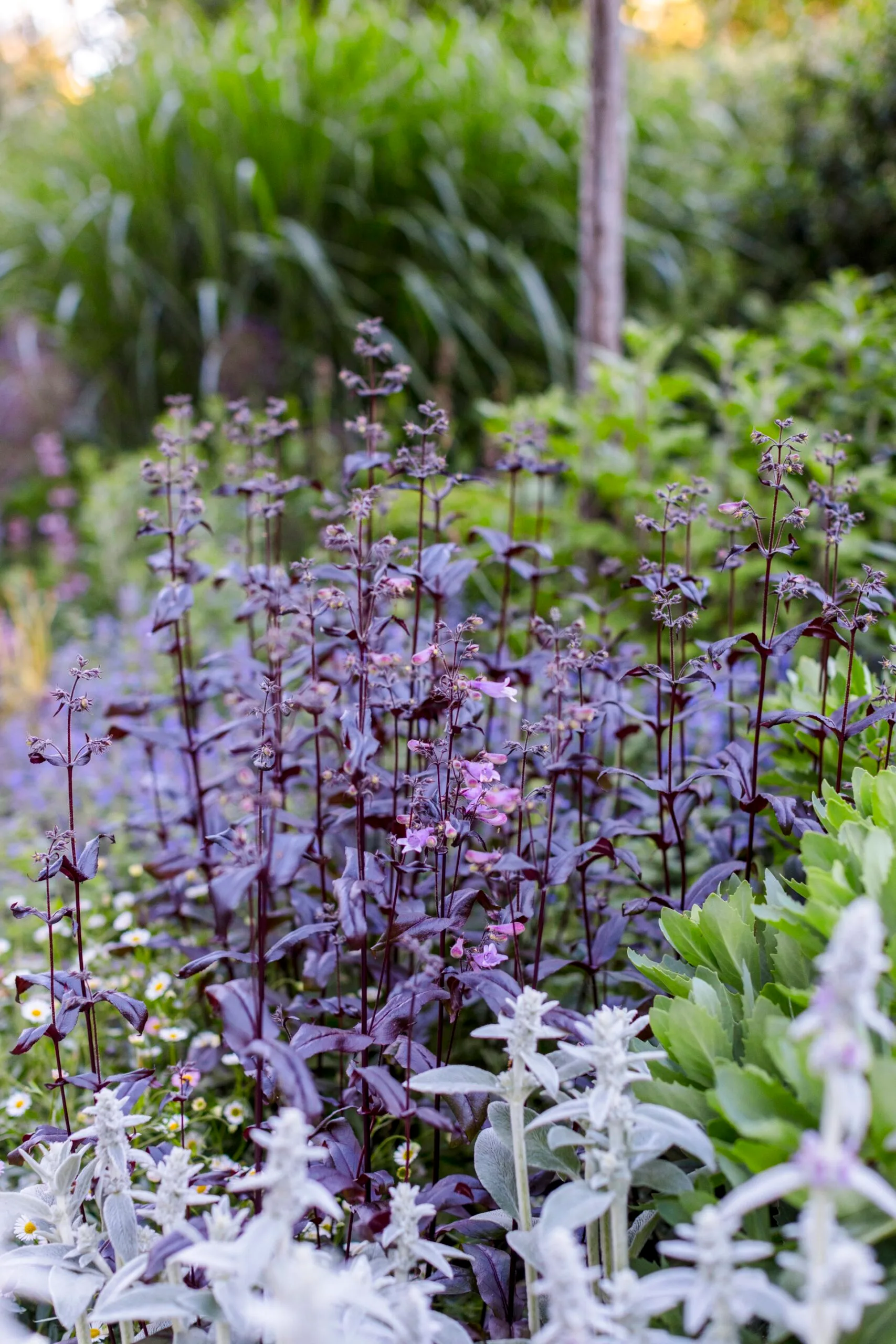 Purple and green plants with small flowers in a garden, with blurred green foliage in the background.