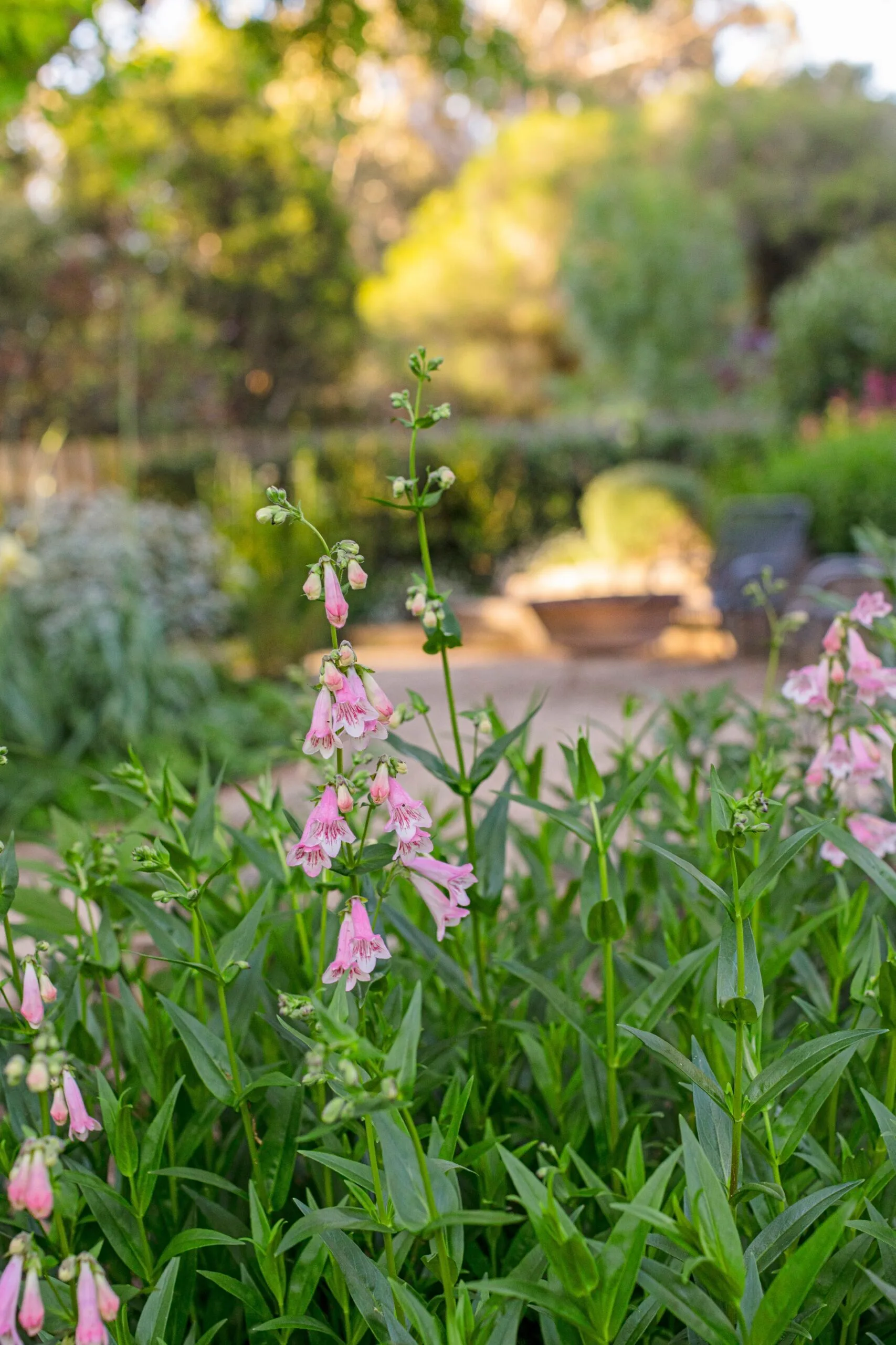 Pink penstemon flowers in a lush garden with soft, blurred greenery and a sunlit path in the background.