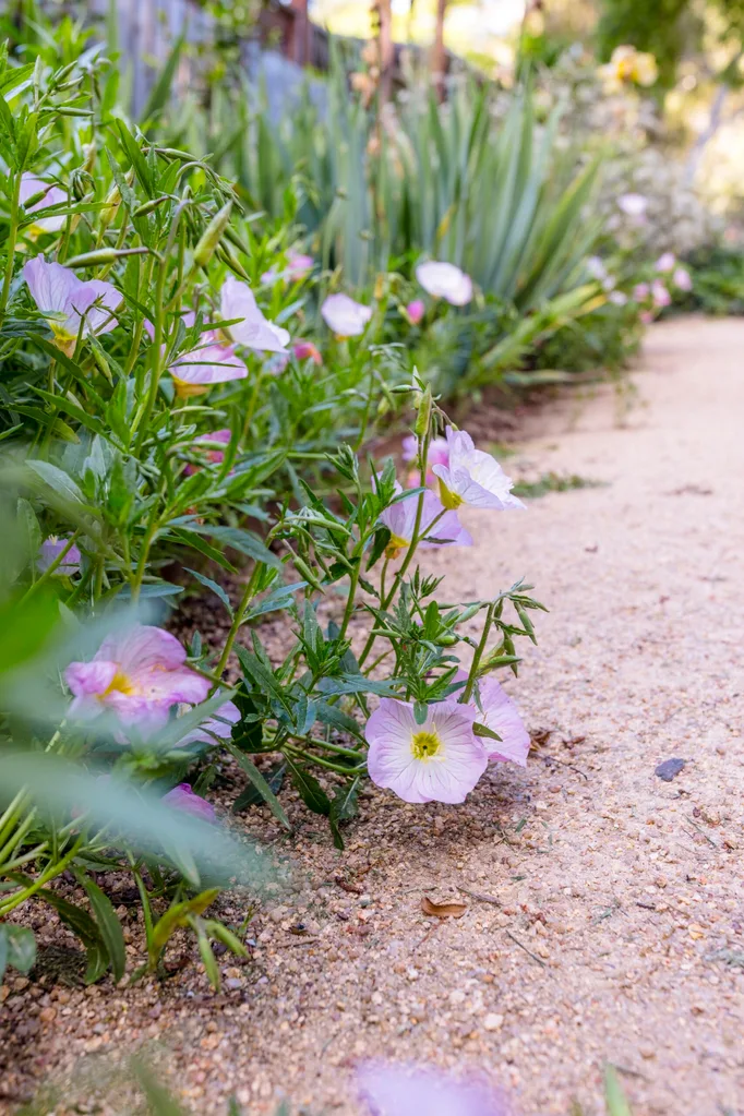 Pink evening primrose flowers along a sandy garden path.