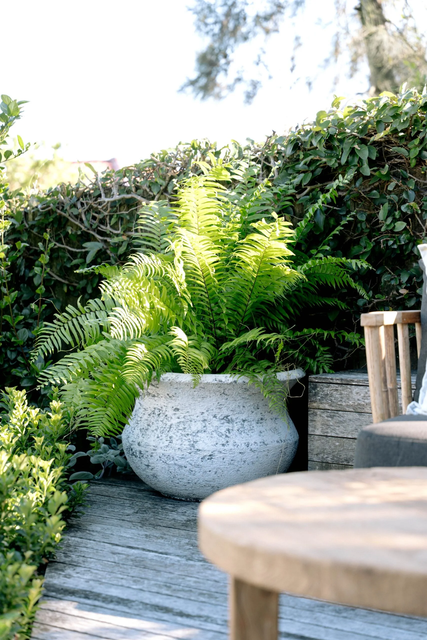 Potted fern plant on wooden deck with wooden furniture and lush greenery in the background.
