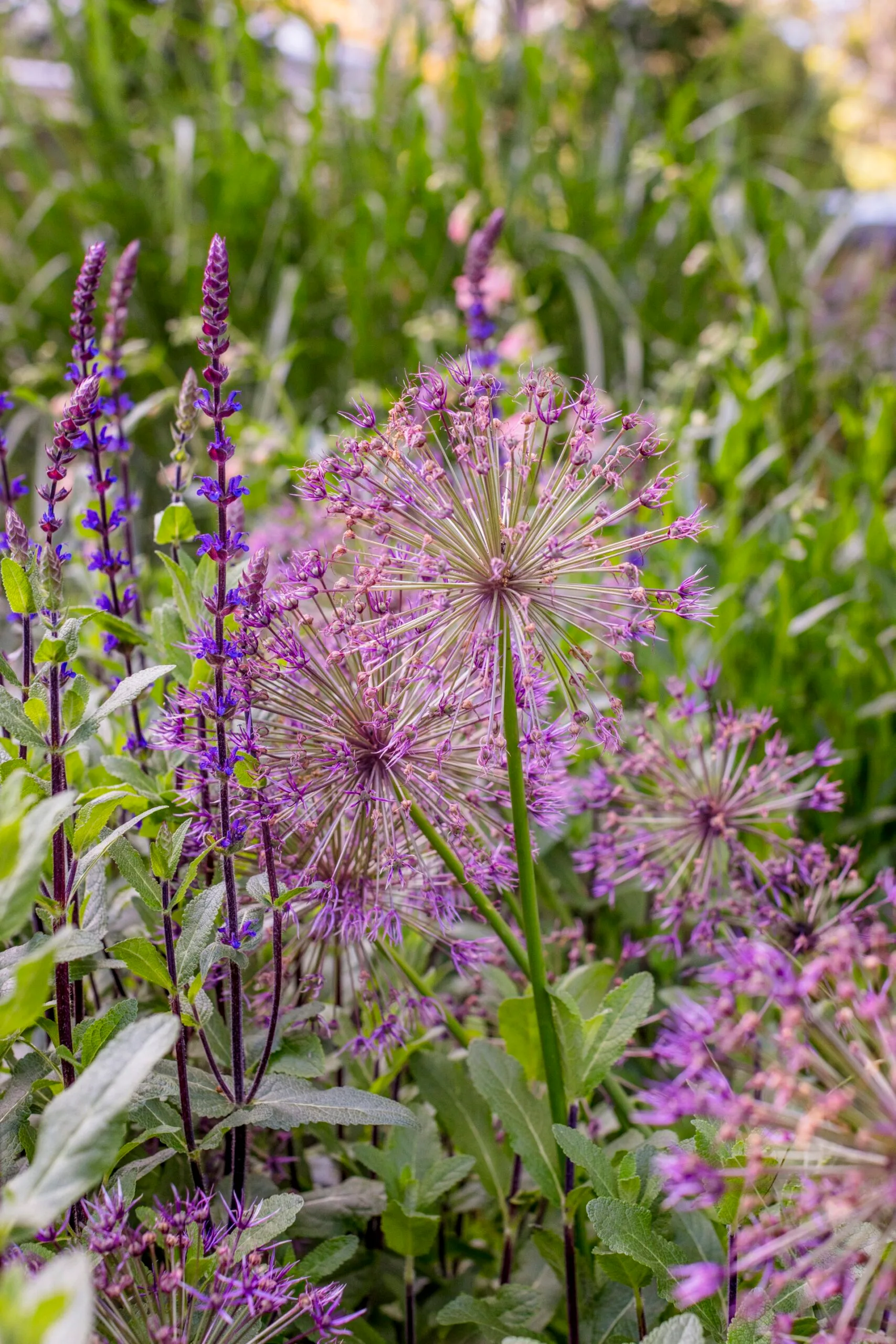 Purple allium and salvia flowers in a lush green garden setting.