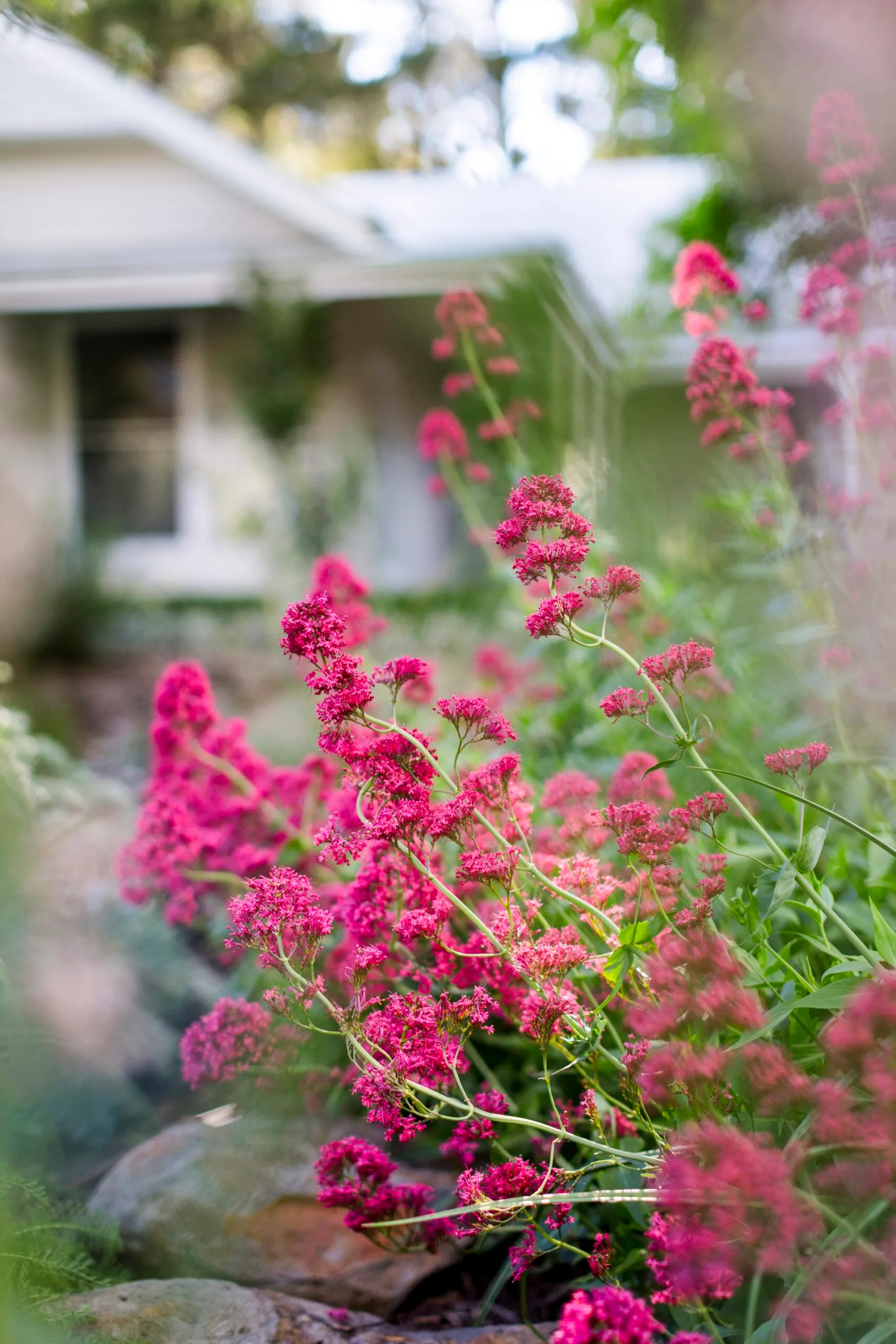 Bright pink flowers in a garden with a blurred background of a house.