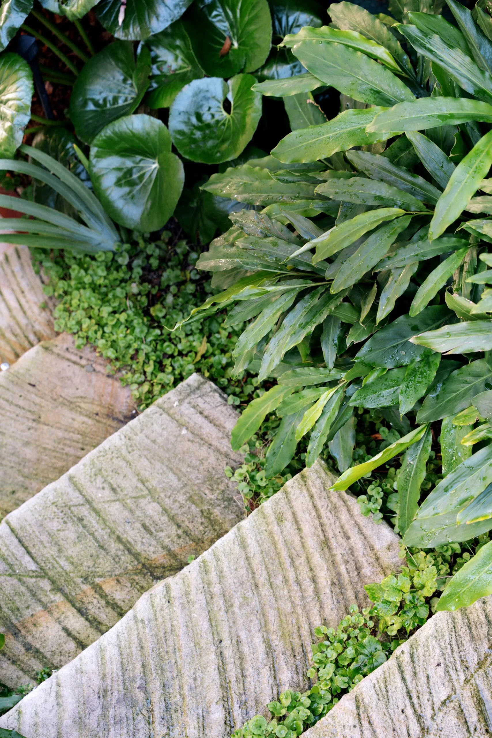 Stone steps surrounded by lush green plants and leaves.
