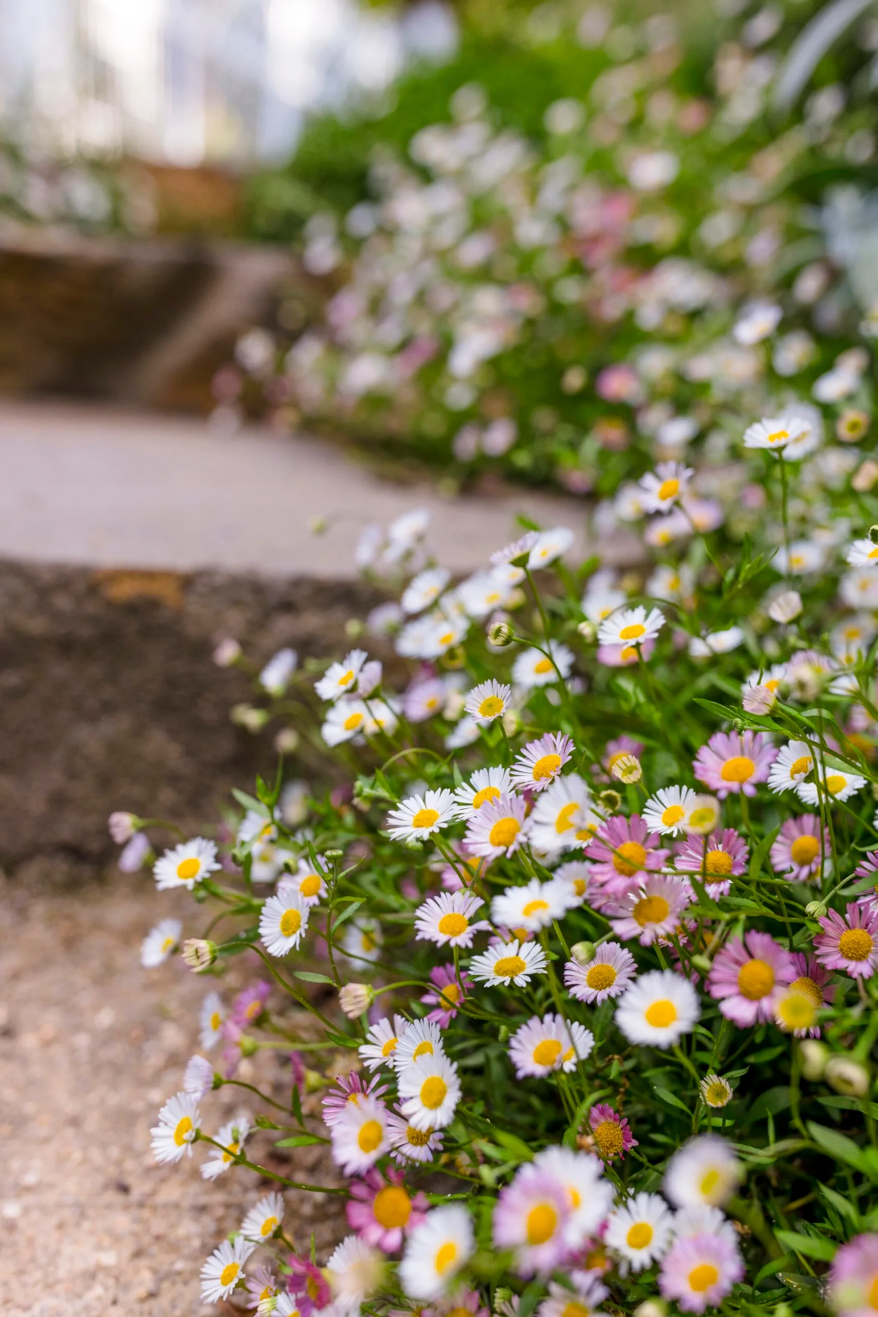 Clusters of white and pink daisies with yellow centers beside a stone path.