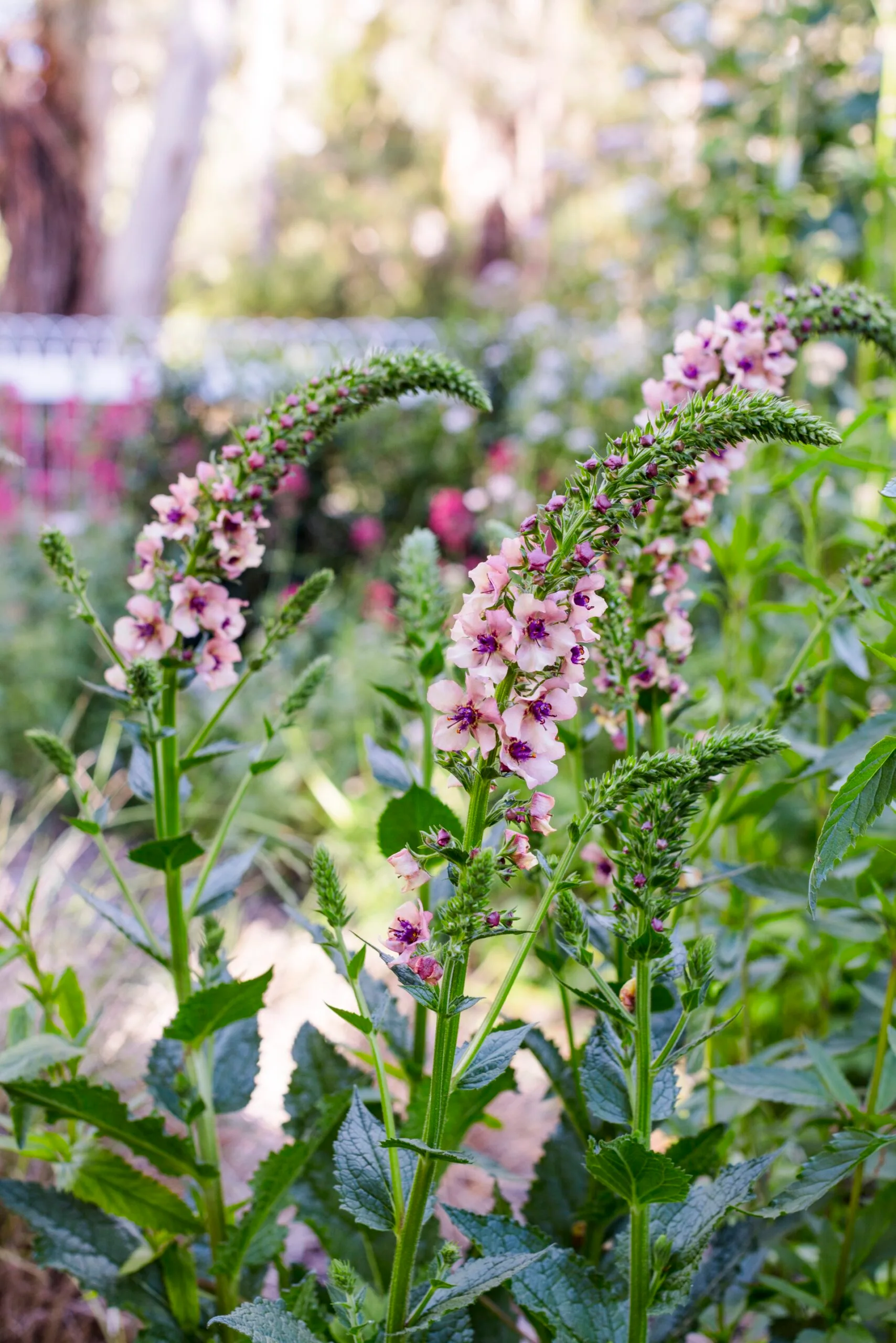 Tall flowering plant with light pink flowers and purple centers, set against a blurred garden background.