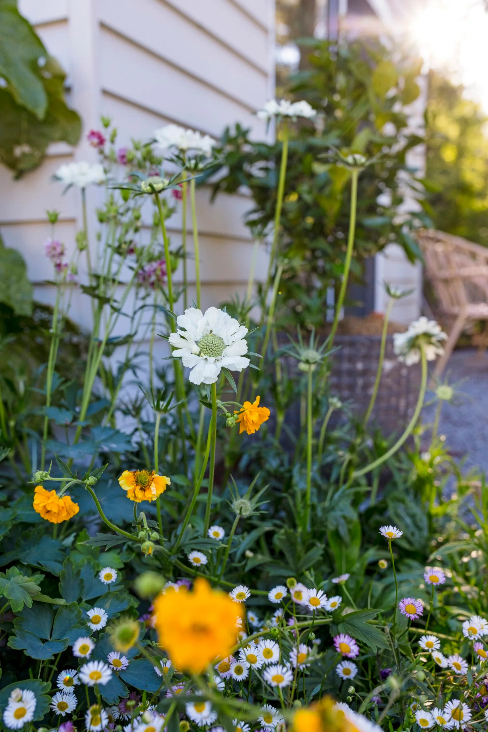 Flower garden with white, yellow, and pink blooms against a house wall, bathed in sunlight.