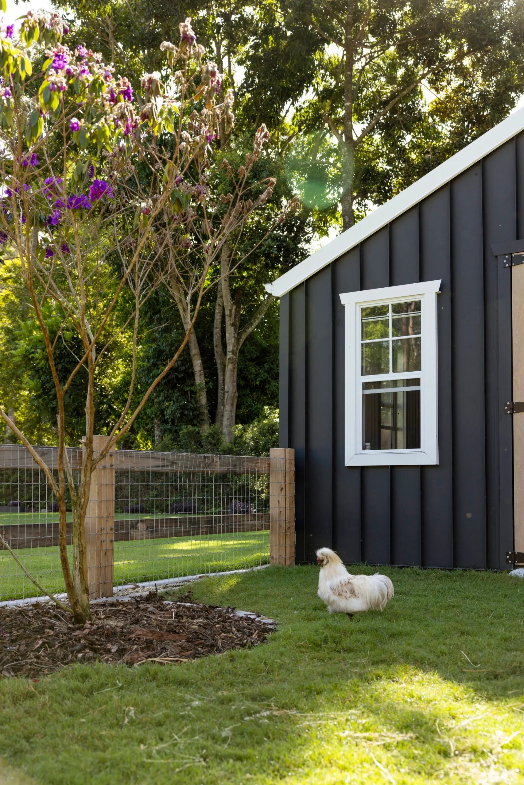 White Silkie chicken on grass by a black shed with white-trimmed window, surrounded by trees and blooming flowers.