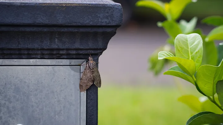 What’s up with all the moths in NSW (and why can’t we kill them)?