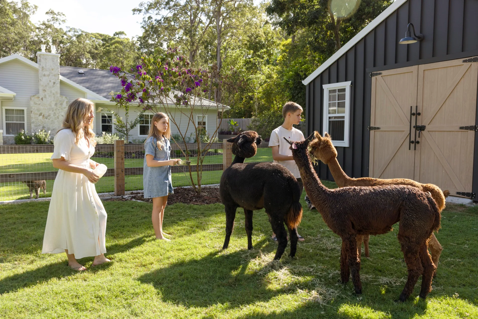 Three people feed alpacas in a grassy yard next to a barn, with a house and trees in the background.