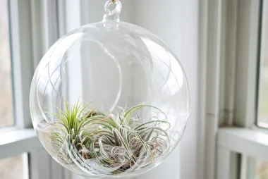 Tillandsia – how to buy, grow & care for air plants