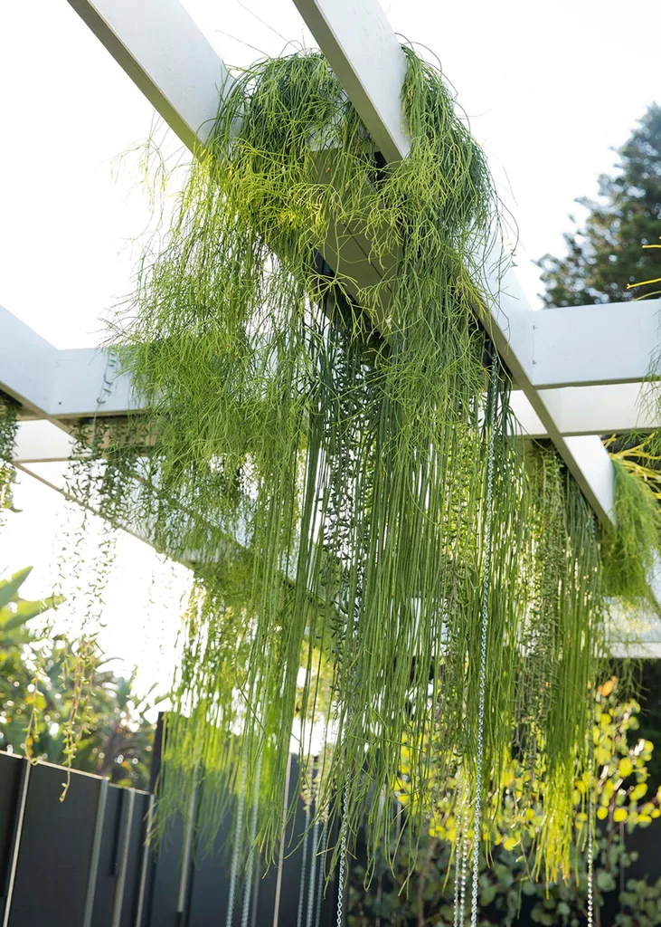 Rhipsalis at Australian Garden Show.