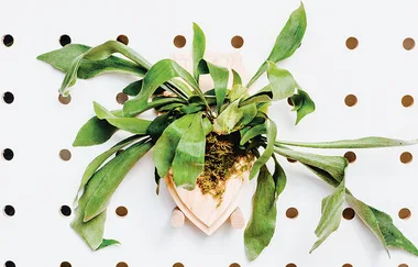 How to make a mounted staghorn fern plaque