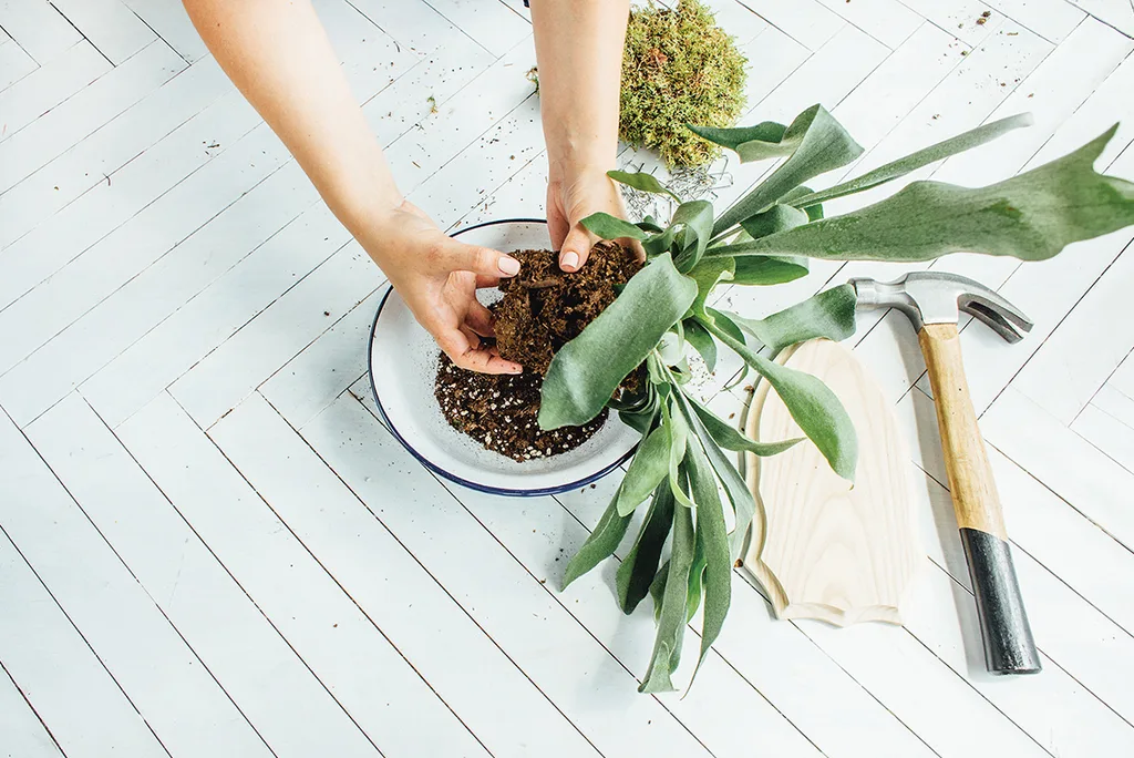 Step 1: How to make a mounted staghorn fern plaque