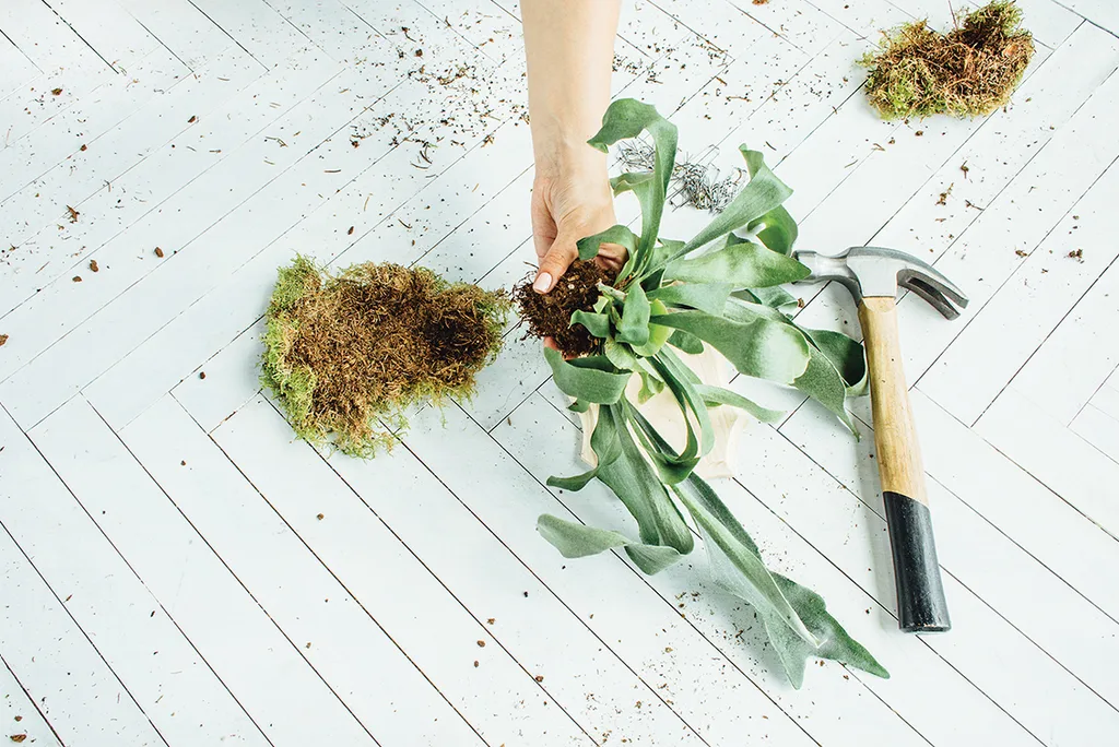 Step 4: How to make a mounted staghorn fern plaque