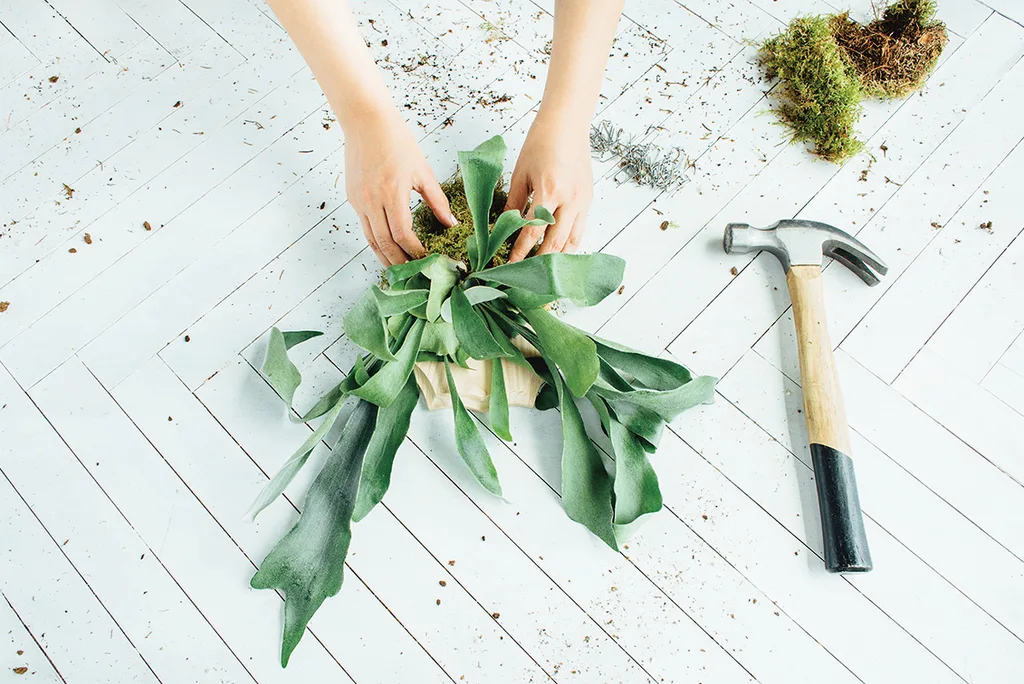 How to make a mounted staghorn fern plaque