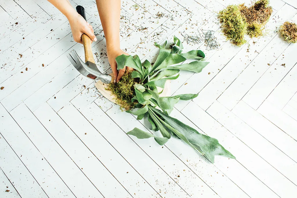 Step 6: How to make a mounted staghorn fern plaque