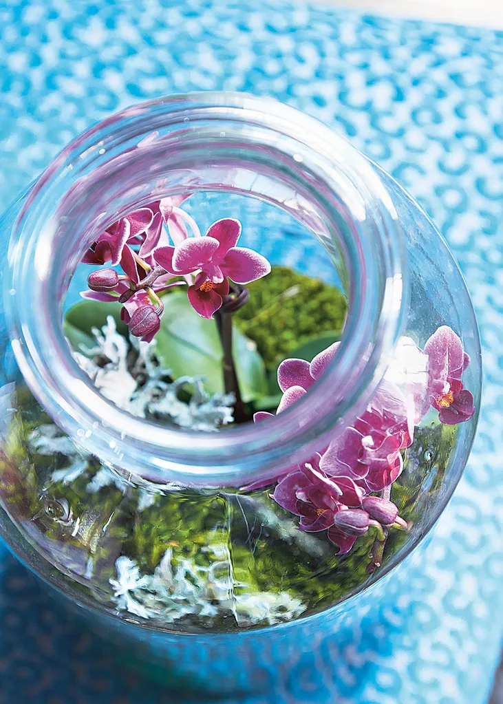 Orchid terrarium