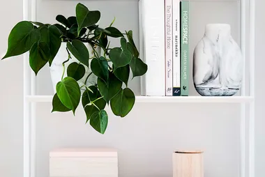 The plant that is harder to kill than to keep alive