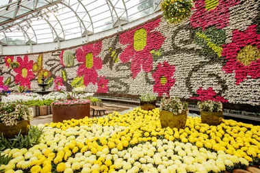 All about Flowers Plant Sale
